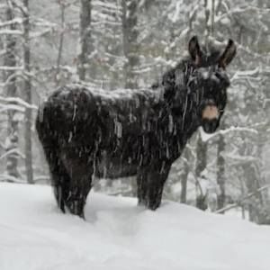 Meet your Posher, Pat